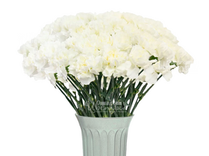 Монлайт/гвоздика белая