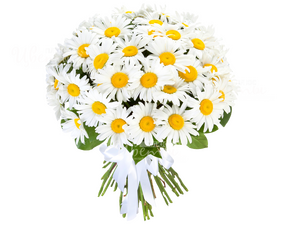 Моя Леди